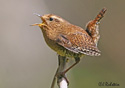 Troglodytes paciﬁcus 